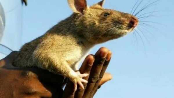 В Йоханнесбурге (ЮАР) гигантская крыса съела трехмесячного ребенка
