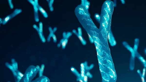 Y-хромосома впливає не тільки на функції статевих органів